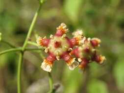 Image of Lophopetalum wightianum Arn.