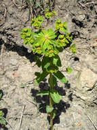 Слика од Euphorbia lucorum Rupr.