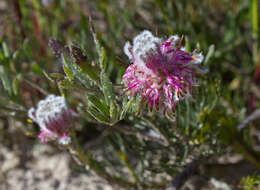 Image of Kraaifontein Spiderhead