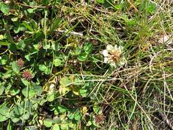 Слика од Trifolium repens subsp. prostratum Nyman