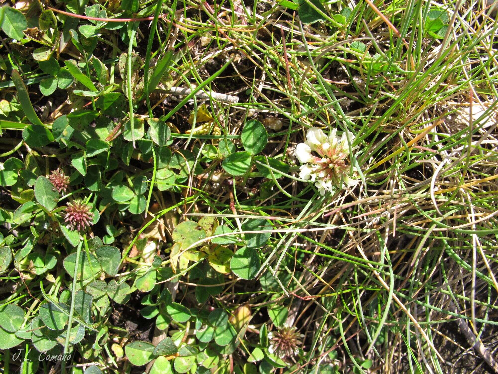 Image of Western Clover