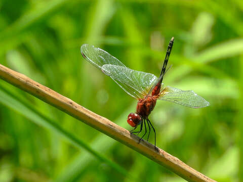 Image of Barbet Percher