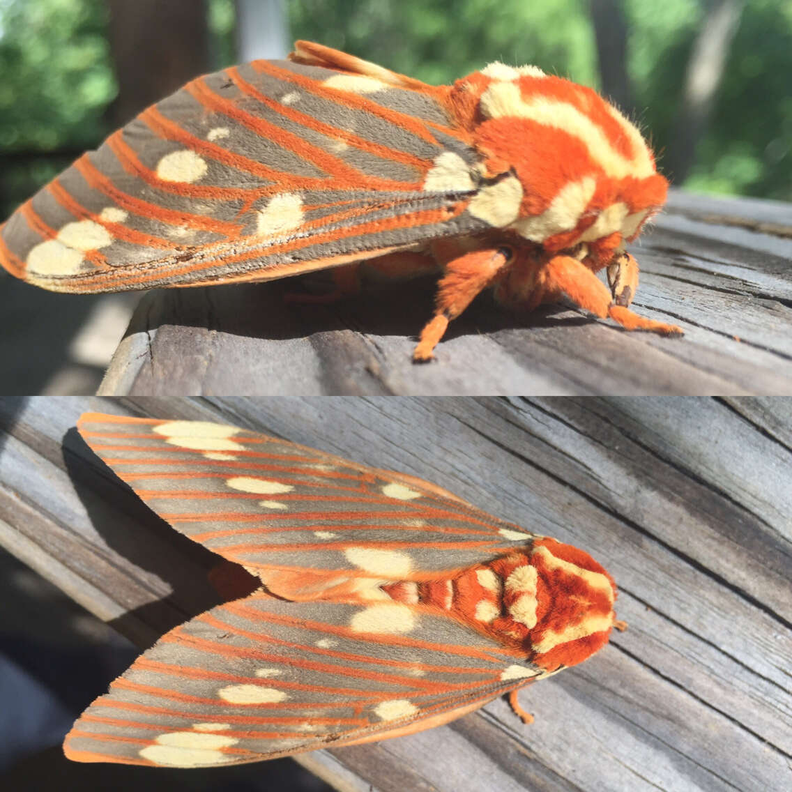 Image of Regal Moth