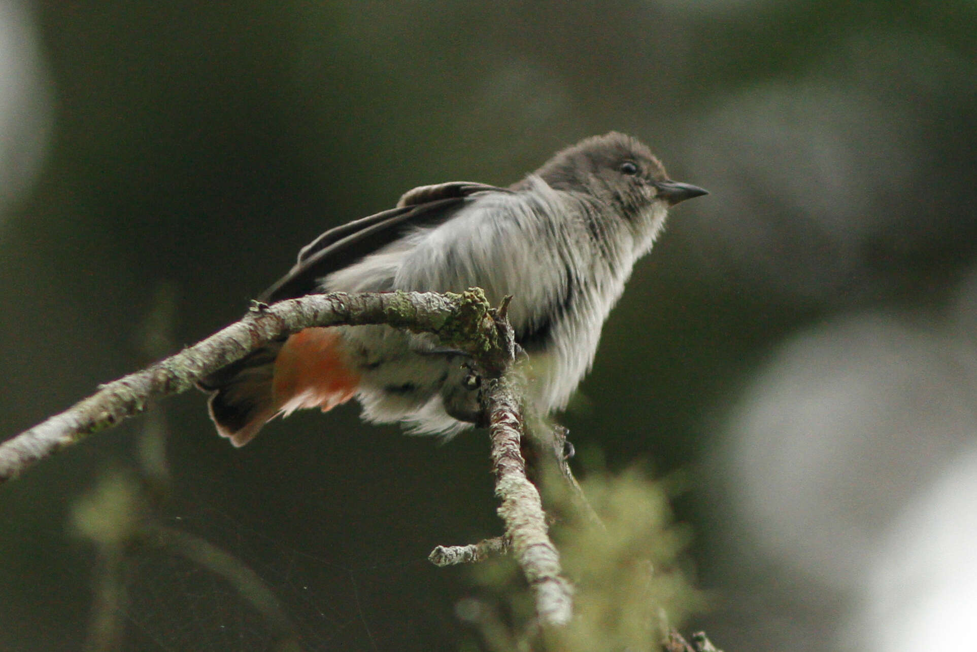 Image of Mistletoebird