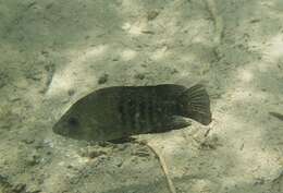 Image of Minckley's cichlid