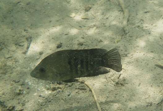 Image of Minckley's cichlid