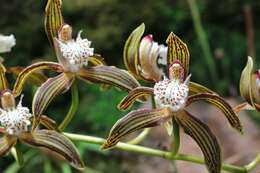 Image of Cymbidium tracyanum L. Castle