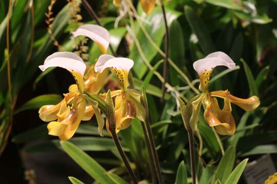 Image of Gratix's Paphiopedilum