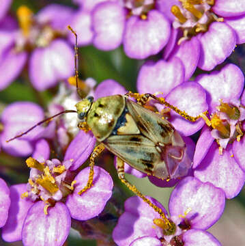 Lygus gemellatus (Herrich-Schaeffer 1835) resmi