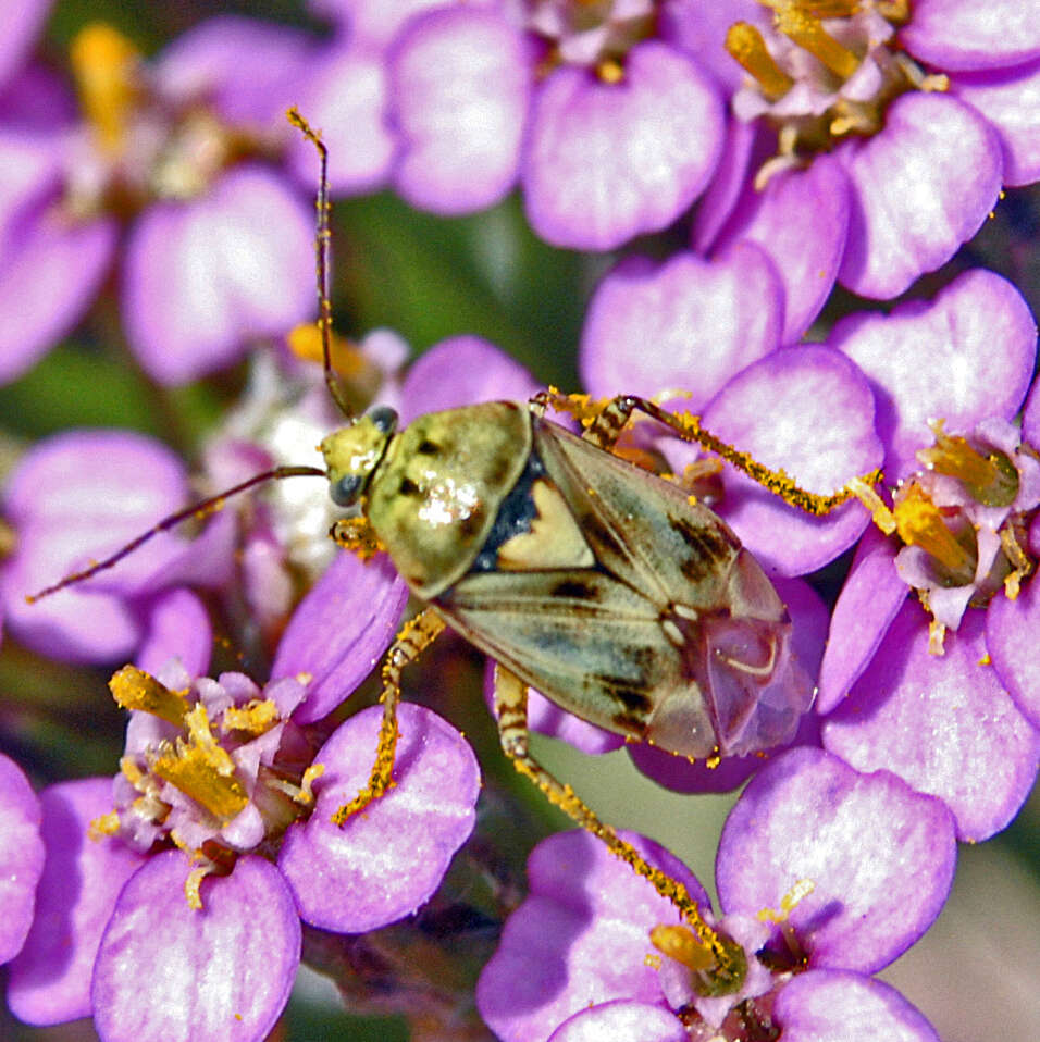 صورة Lygus gemellatus (Herrich-Schaeffer 1835)