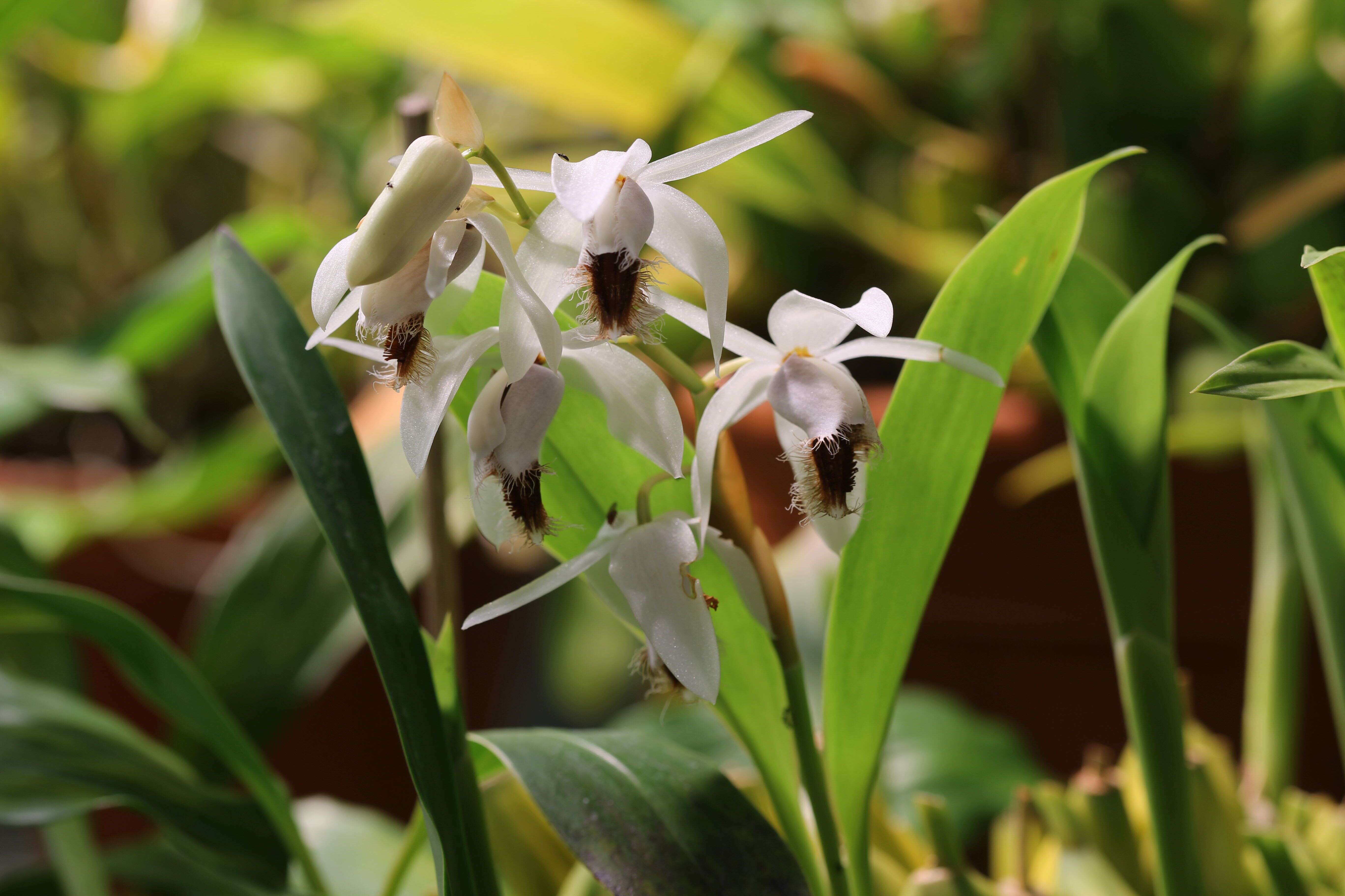 Image of Coelogyne barbata Lindl. ex Griff.