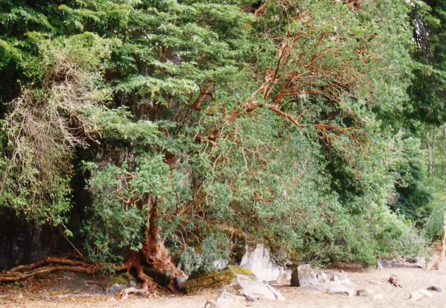 Image of Chilean Myrtle