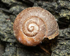 Image of southern hairy red snail