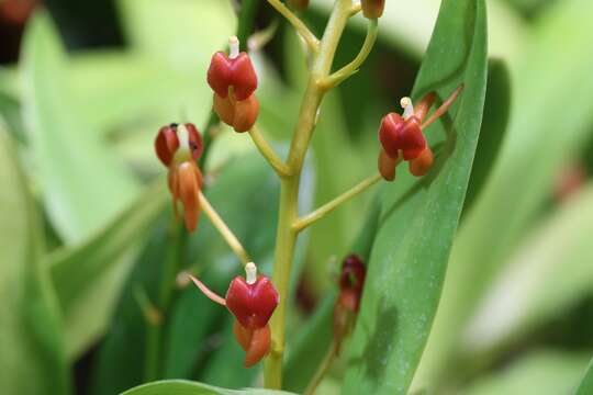 Image of Liparis crenulata (Blume) Lindl.