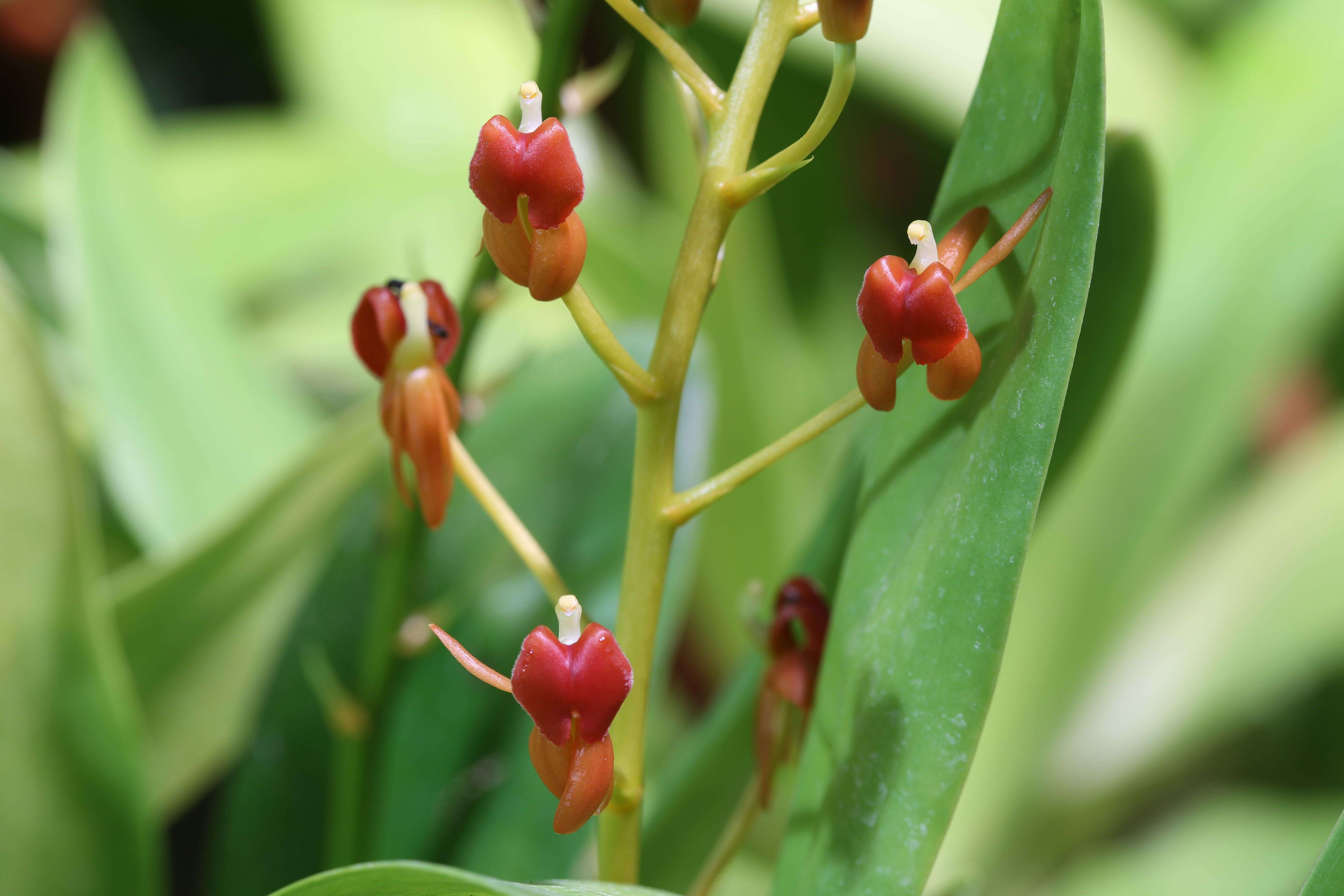 Liparis crenulata (Blume) Lindl. resmi