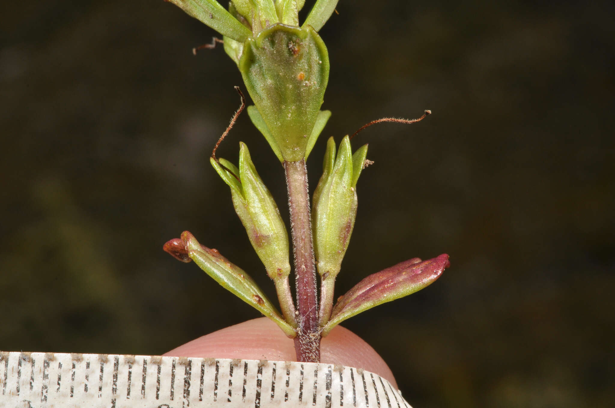 Image of Euphrasia laingii Petrie