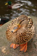 Image of Common Mallard