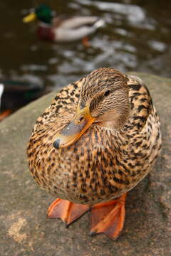 Image of Common Mallard