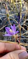 Слика од Brodiaea santarosae T. J. Chester, W. P. Armstr. & Madore