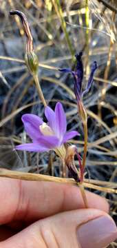 صورة Brodiaea santarosae T. J. Chester, W. P. Armstr. & Madore