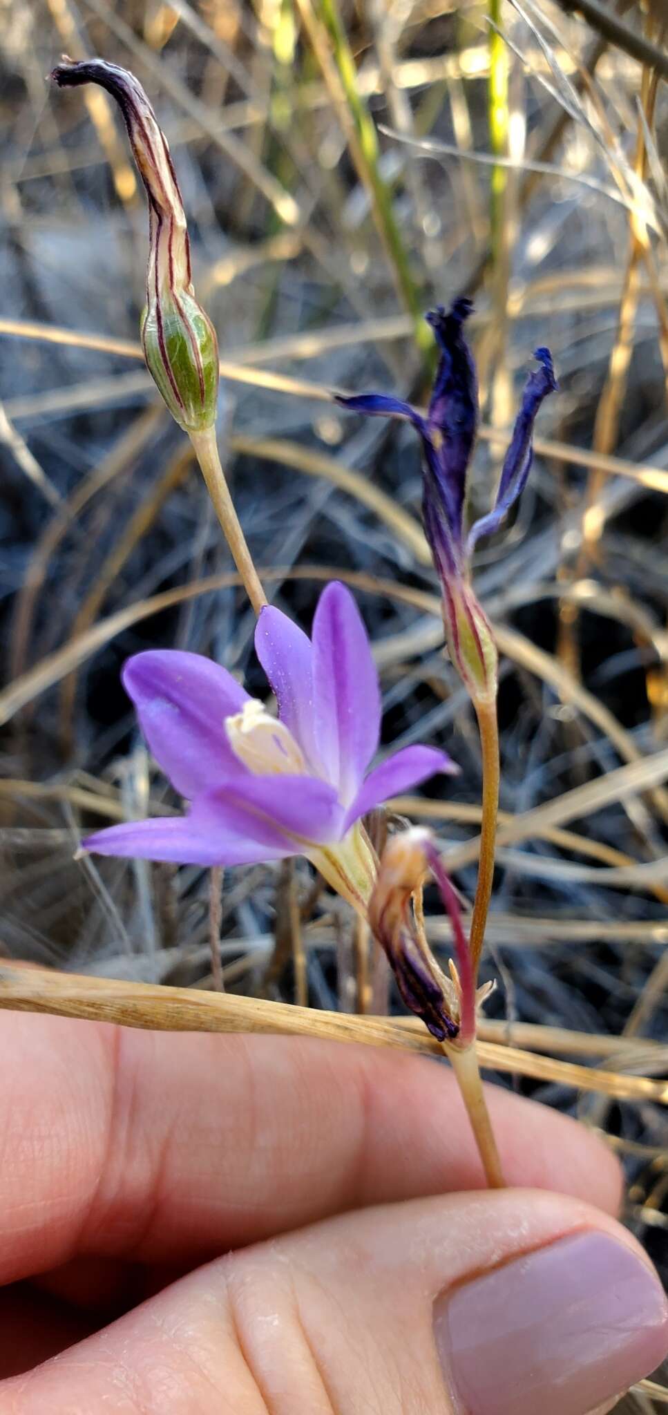 Sivun Brodiaea santarosae T. J. Chester, W. P. Armstr. & Madore kuva