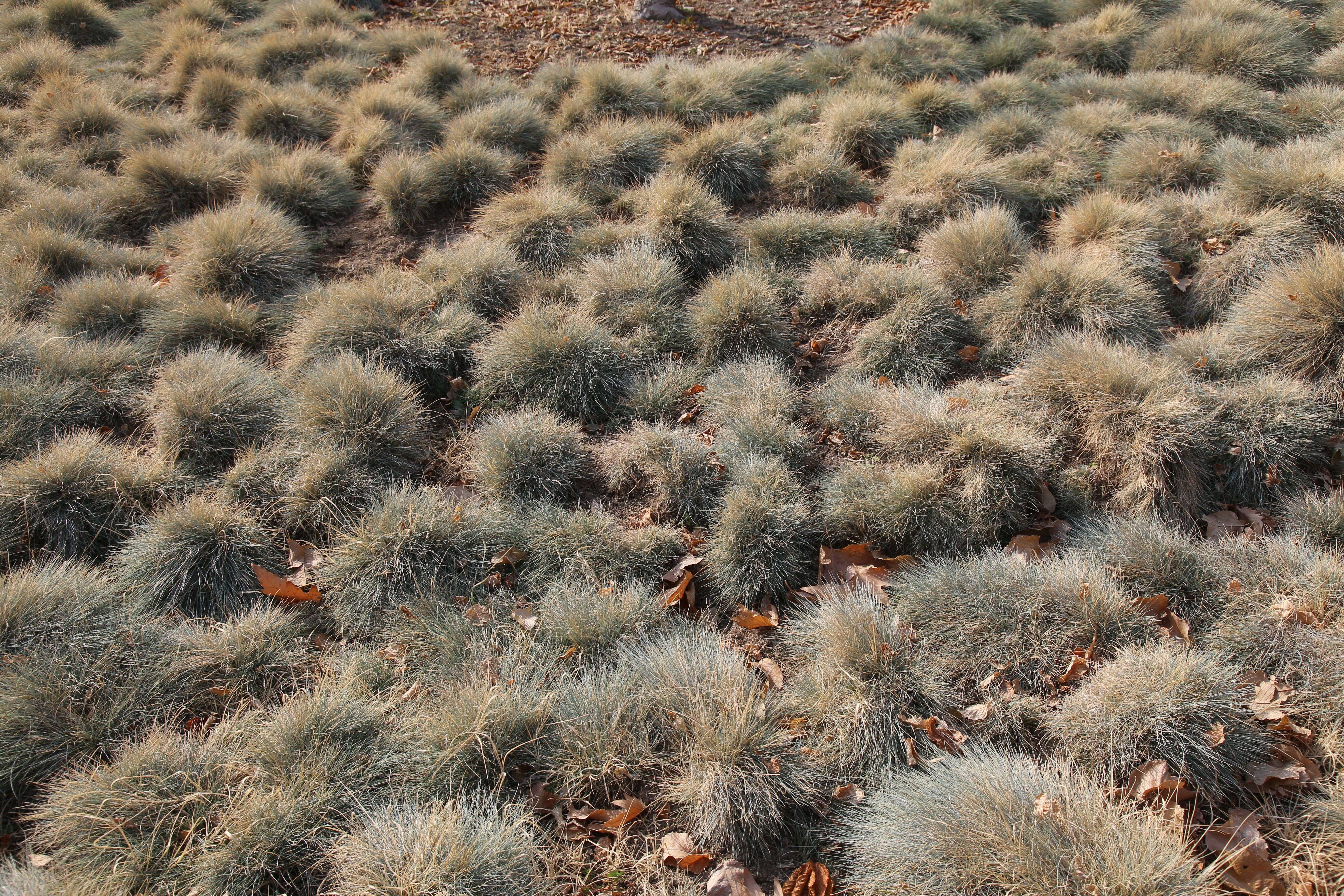 Plancia ëd Festuca glauca Vill.