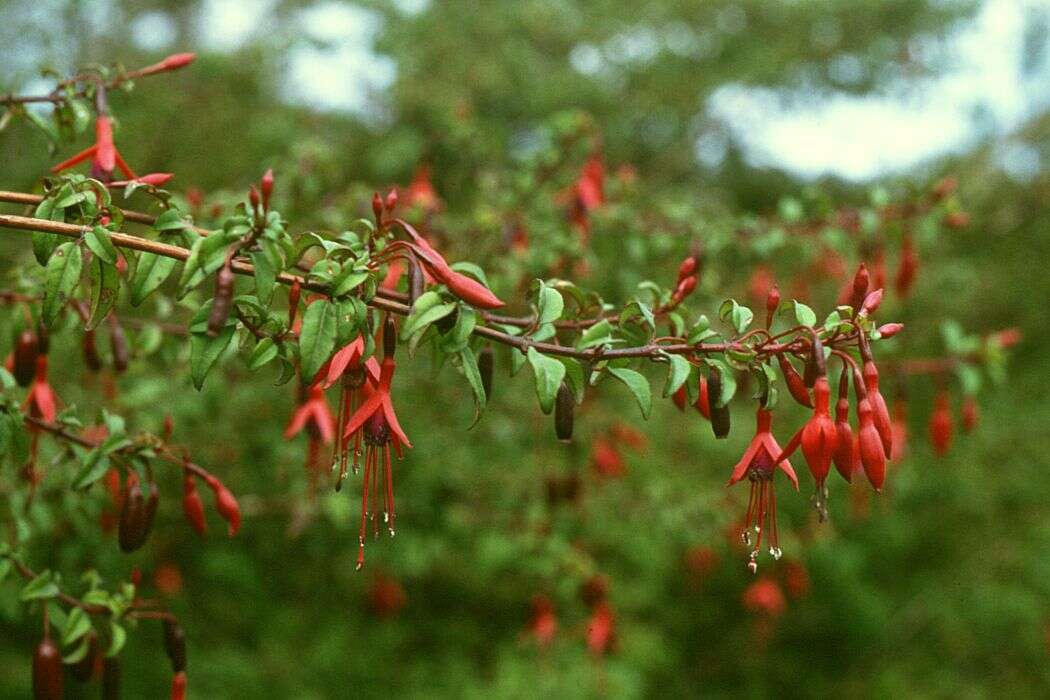 Fuchsia magellanica Lam. resmi