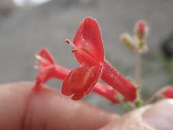 Image of Baja bush snapdragon