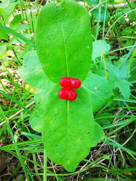 صورة Lonicera chamissoi Bunge