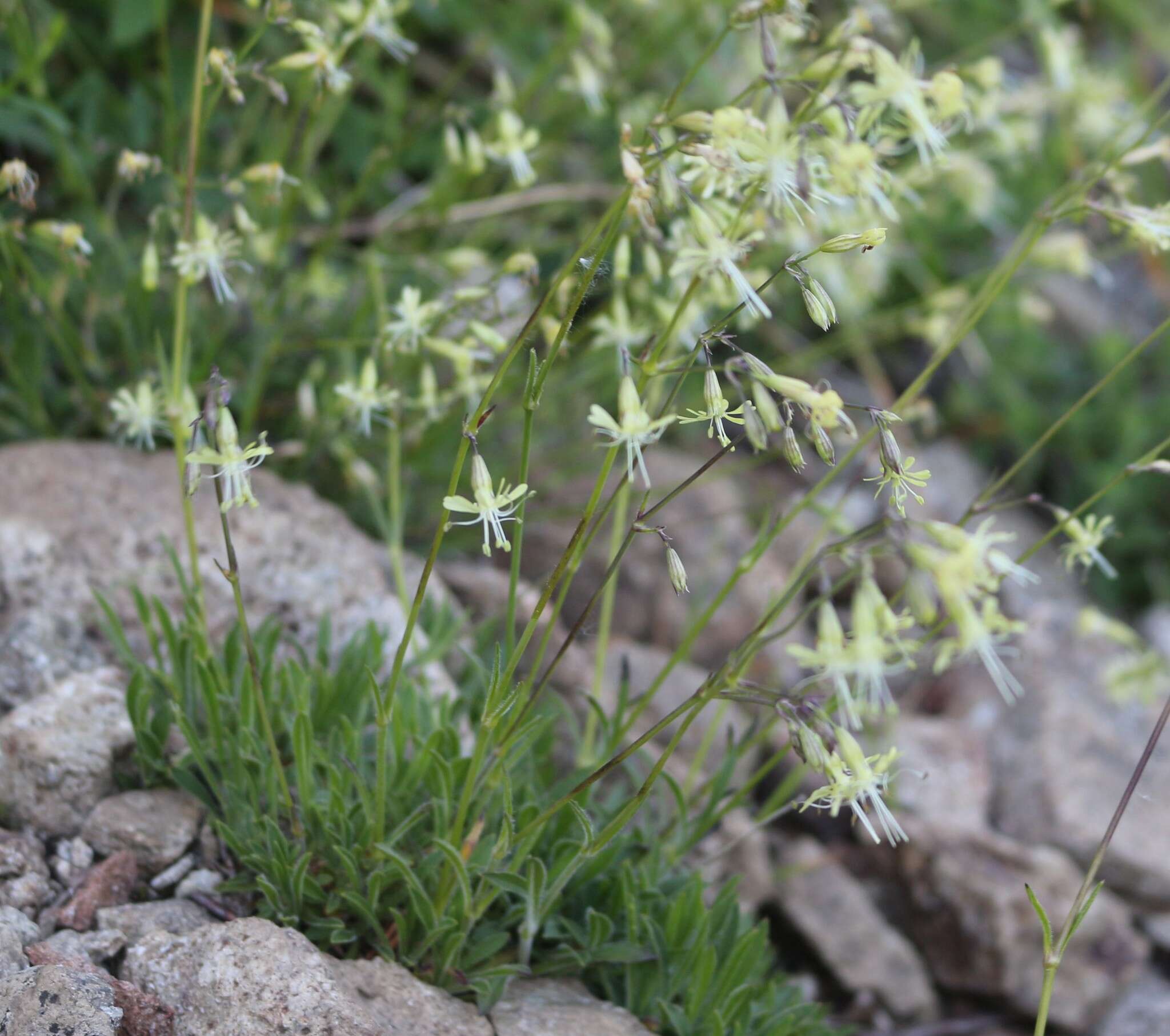 Image de Silene saxatilis Sims