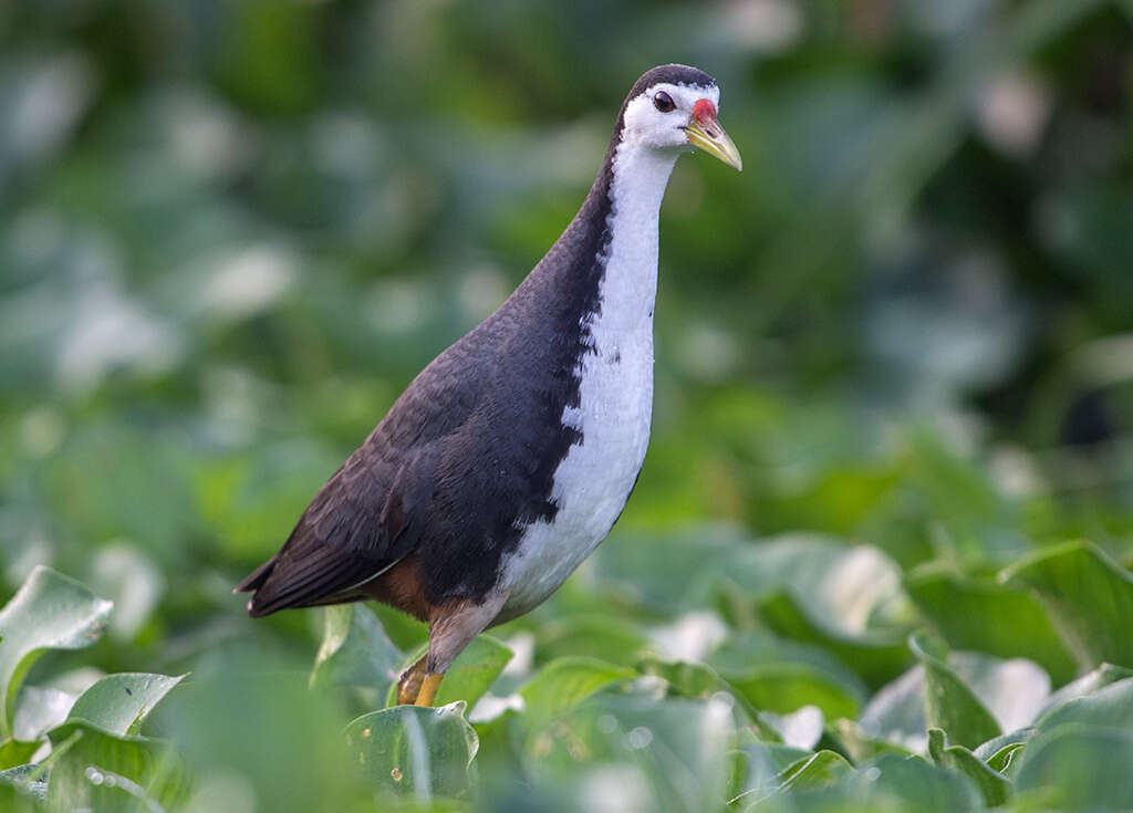 Image of White-breasted Waterhen