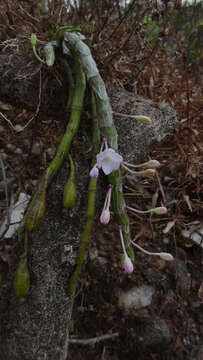 Image of Shoe-lipped Dendrobium