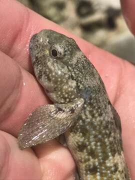 Image of Notchtongue Goby