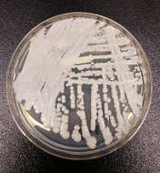 Image of Candida auris