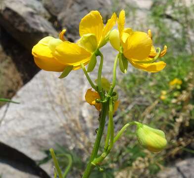 Senna hirsuta var. glaberrima (M. E. Jones) H. S. Irwin & Barneby resmi