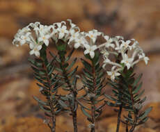 Image of Pimelea brevifolia R. Br.