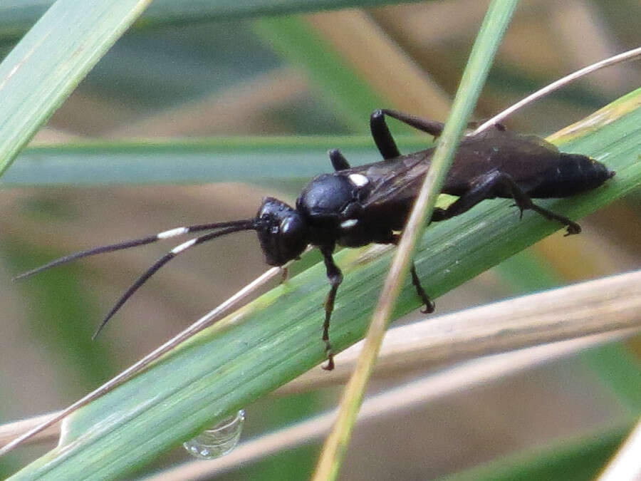 Image of Vulgichneumon brevicinctor (Say 1825)