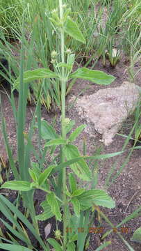 Image of Mint lippia