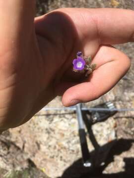 Image de Phacelia curvipes Torr. ex S. Wats.