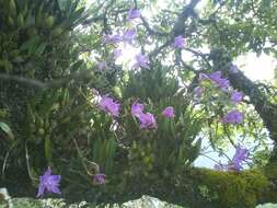 Image of Laelia furfuracea Lindl.