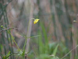 Image of Goldilocks Buttercup