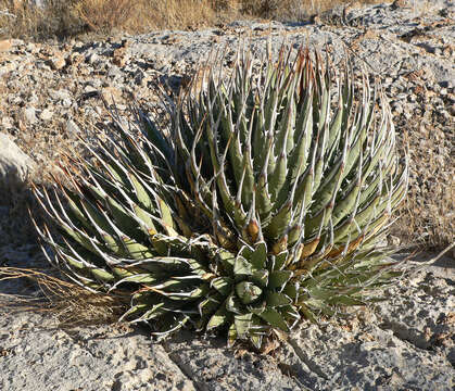 Image of Utah agave