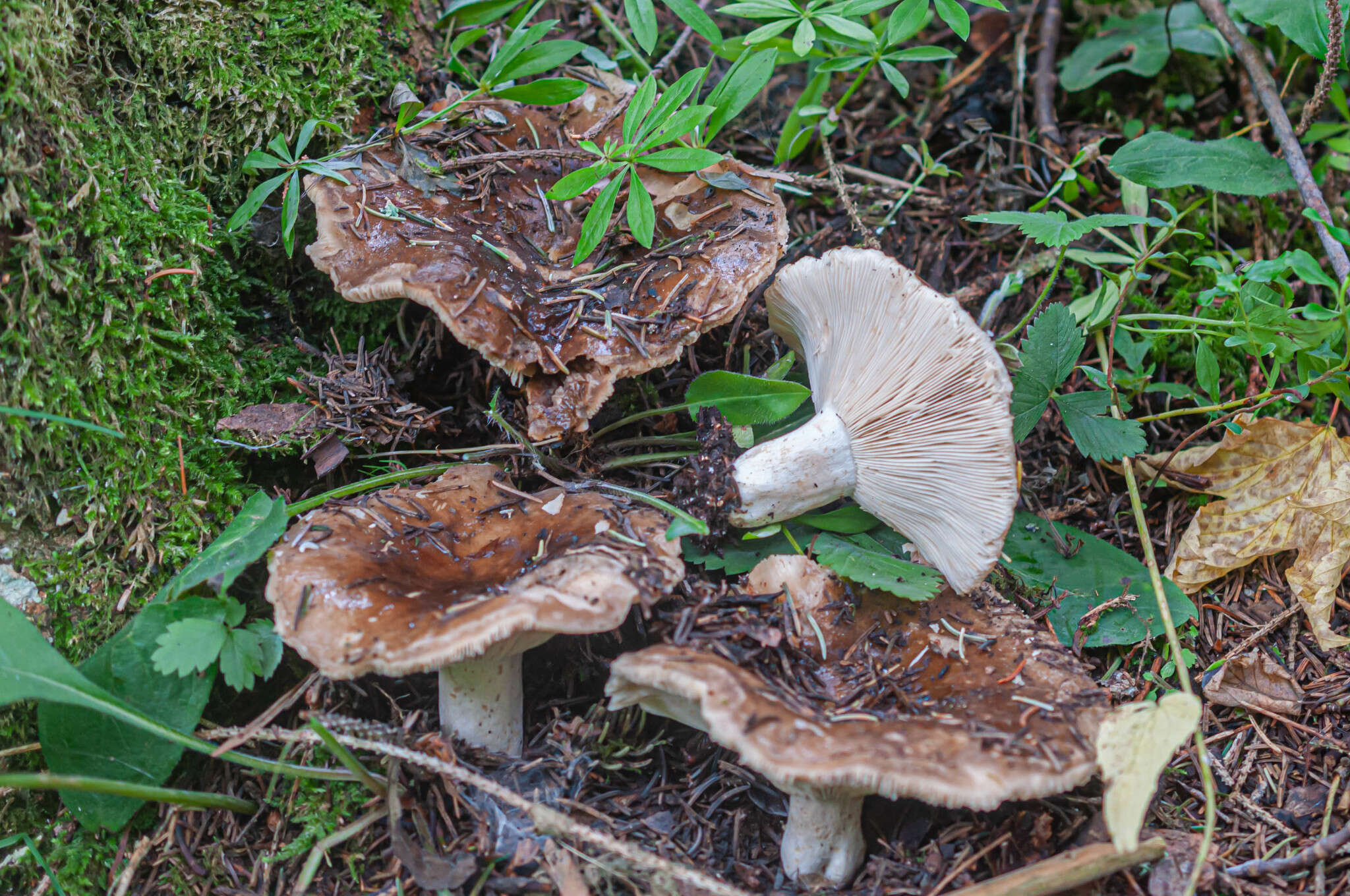 Image of Russula adusta (Pers.) Fr. 1838