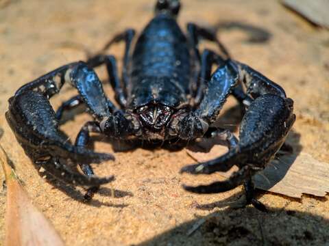 Image of Heterometrus laevigatus (Thorell 1876)