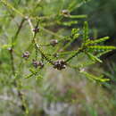 Image of Melaleuca uxorum Craven, G. Holmes & Sankowsky
