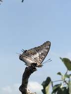 Image of Charaxes achaemenes monticola Joicey & Talbot 1925