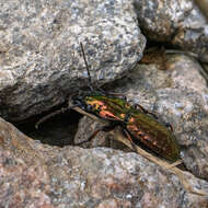 Image de Pterostichus (Calopterus) pilosus (Host 1789)