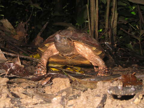 Image of Spiny turtle