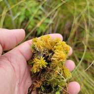 Image of Contorted sphagnum moss