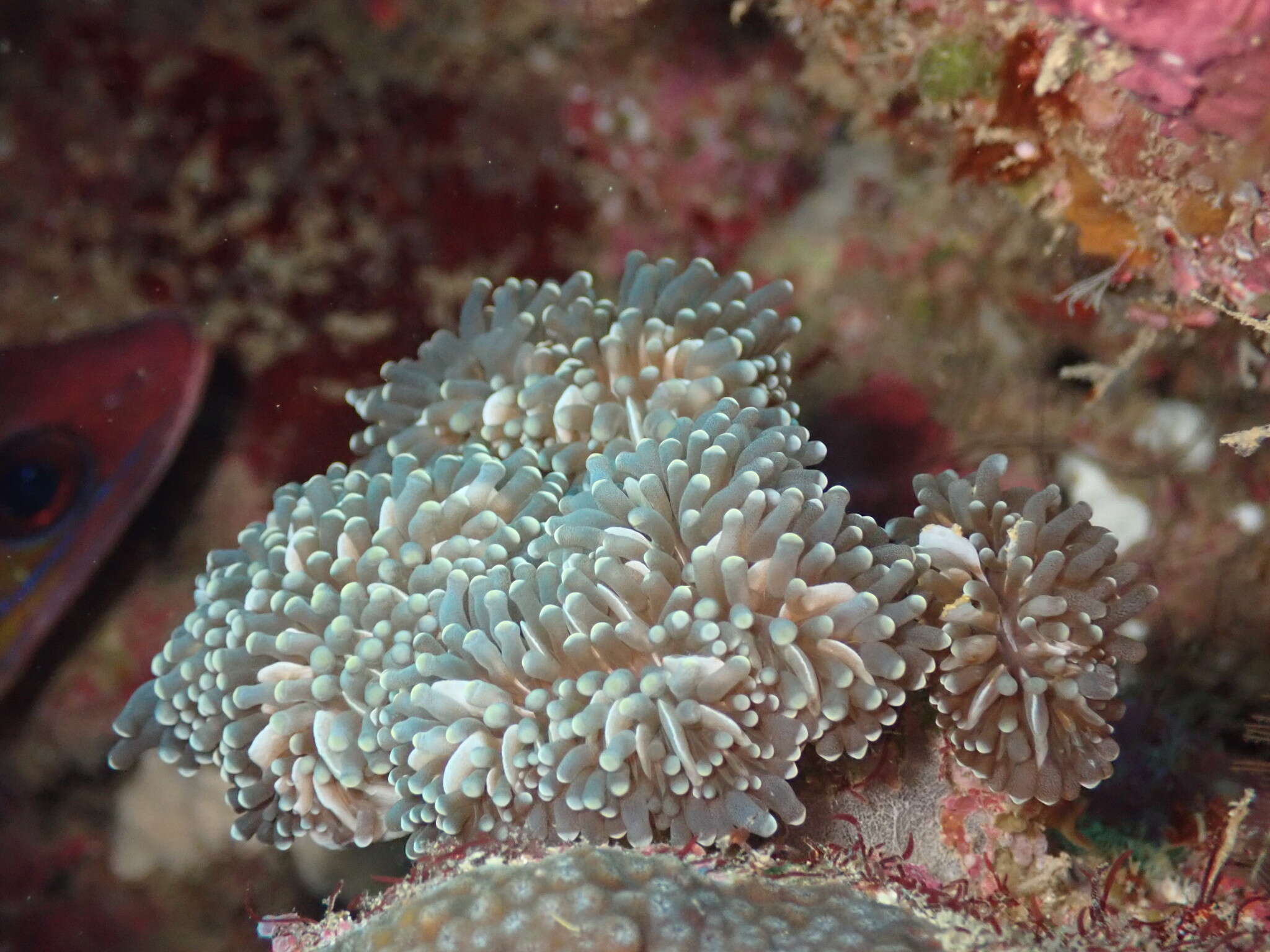 Imagem de Euphyllia cristata Chevalier 1971